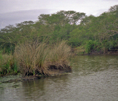 Crocodile